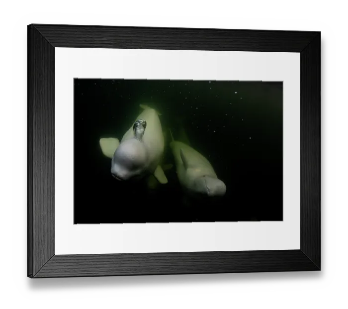 Framed Print : Two Beluga whales (Delphinapterus leucas) underwater, one blowing a bubble, Hudson Bay, Canada Framed Print : Two Beluga whales (Delphinapterus leucas) underwater, one blowing a bubble, Hudson Bay, Canada