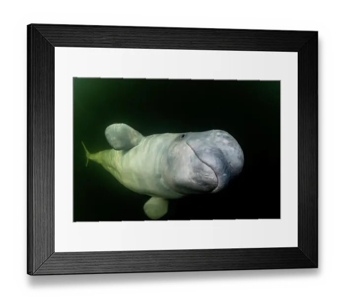 Framed Print : Beluga whale (Delphinapterus leucas) portrait, Hudson Bay, Manitoba, Canada Framed Print : Beluga whale (Delphinapterus leucas) portrait, Hudson Bay, Manitoba, Canada