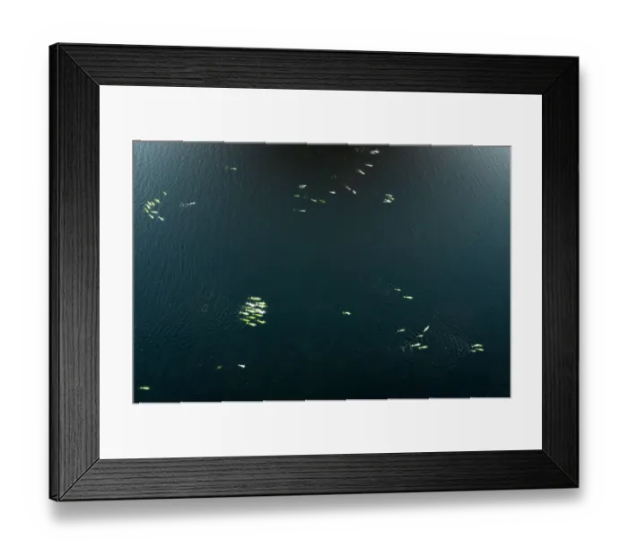 Framed Print : Aerial view of Beluga whales (Delphinapterus leucas) swimming in pods, part of larger, complex, communities, Hudson Bay, Manitoba, Canada Framed Print : Aerial view of Beluga whales (Delphinapterus leucas) swimming in pods, part of larger, complex, communities, Hudson Bay, Manitoba, Canada