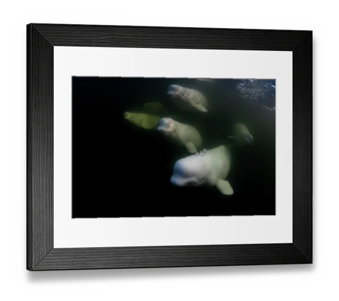 Framed Print : Beluga whales (Delphinapterus leucas) pod underwater, Hudson Bay, Manitoba, Canada Framed Print : Beluga whales (Delphinapterus leucas) pod underwater, Hudson Bay, Manitoba, Canada