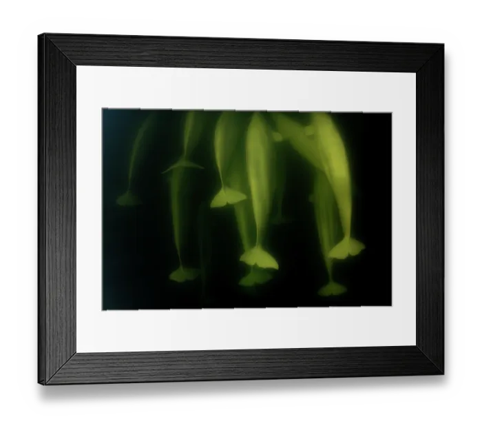 Framed Print : Beluga whales (Delphinapterus leucas) pod underwater, Hudson Bay, Manitoba, Canada Framed Print : Beluga whales (Delphinapterus leucas) pod underwater, Hudson Bay, Manitoba, Canada