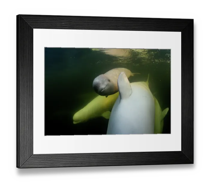 Framed Print : Beluga whales (Delphinapterus leucas) pod with calf underwater, Hudson Bay, Manitoba, Canada Framed Print : Beluga whales (Delphinapterus leucas) pod with calf underwater, Hudson Bay, Manitoba, Canada