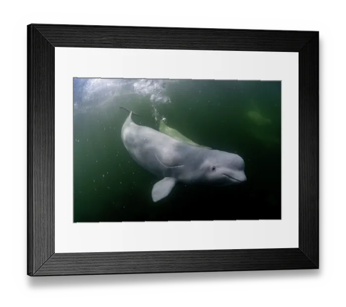 Framed Print : Beluga whales (Delphinapterus leucas) swimming underwater, Hudson Bay, Canada Framed Print : Beluga whales (Delphinapterus leucas) swimming underwater, Hudson Bay, Canada