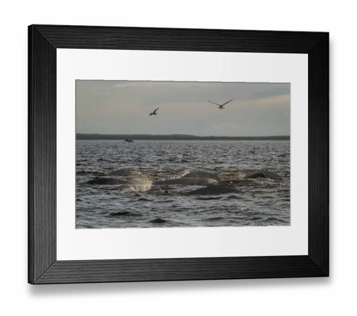 Framed Print : RF - Pods of Beluga whales (Delphinapterus leucas) and flocks of birds including gulls and Arctic terns (Sterna paradisaea) hunting Capelin (Mallotus villosus) Framed Print : RF - Pods of Beluga whales (Delphinapterus leucas) and flocks of birds including gulls and Arctic terns (Sterna paradisaea) hunting Capelin (Mallotus villosus)