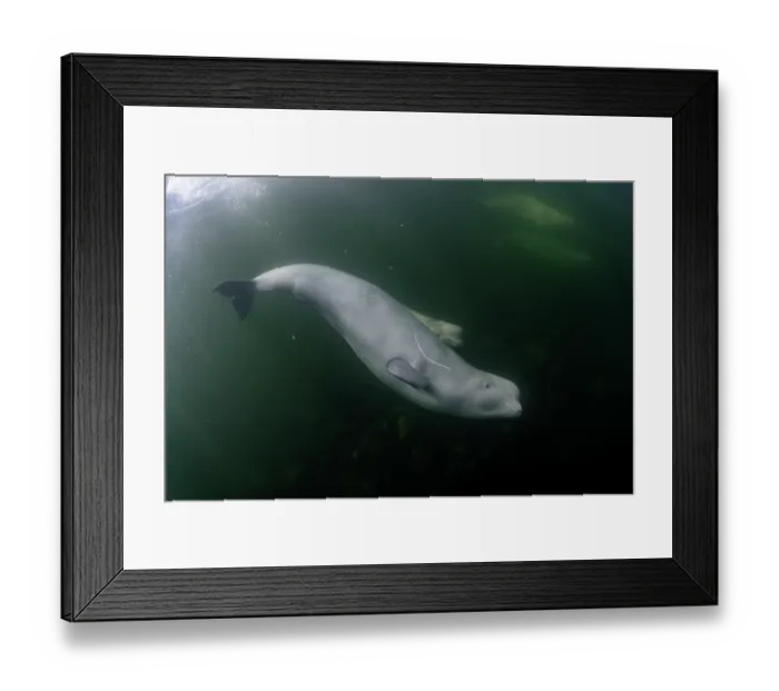 Framed Print : Beluga whales (Delphinapterus leucas) swimming underwater, Hudson Bay, Canada