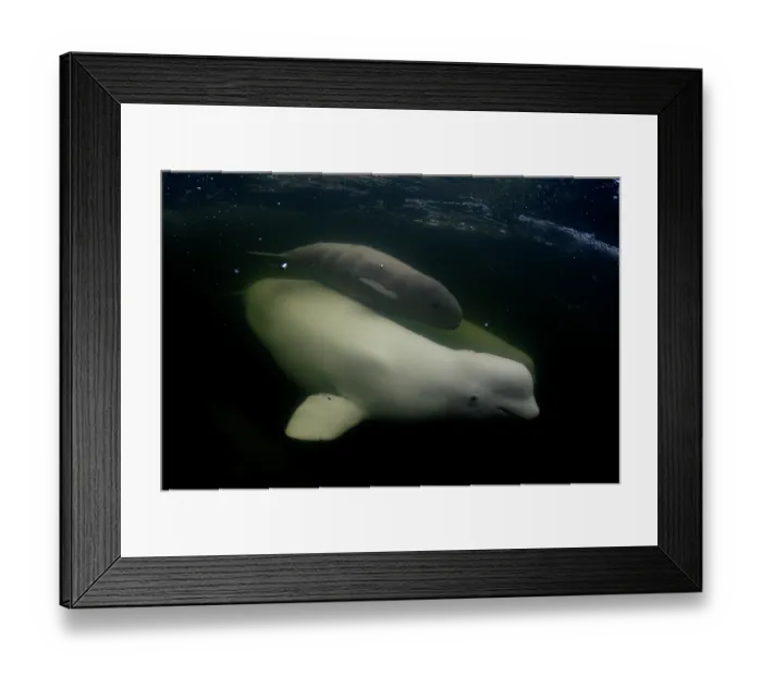 Framed Print : Beluga whale (Delphinapterus leucas) and small calf swimming in the Churchill River, Manitoba, Canada Framed Print : Beluga whale (Delphinapterus leucas) and small calf swimming in the Churchill River, Manitoba, Canada