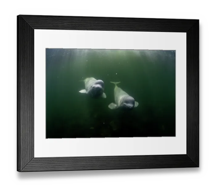 Framed Print : Beluga whales (Delphinapterus leucas) swimming underwater, Hudson Bay, Canada Framed Print : Beluga whales (Delphinapterus leucas) swimming underwater, Hudson Bay, Canada