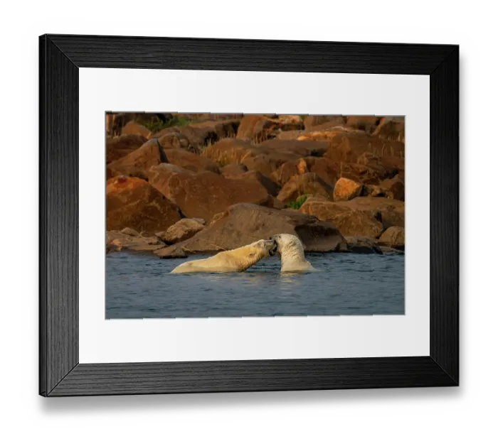 Framed Print : Two Polar bears (Ursus maritimus) fighting in shallow water to test their relative strength, Hudson Bay, Manitoba, Canada Framed Print : Two Polar bears (Ursus maritimus) fighting in shallow water to test their relative strength, Hudson Bay, Manitoba, Canada