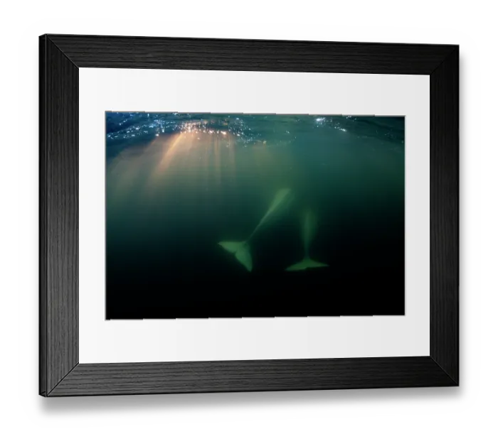 Framed Print : Two Beluga whales (Delphinapterus leucas) swimming in sun rays close to the surface, Hudson Bay, Canada Framed Print : Two Beluga whales (Delphinapterus leucas) swimming in sun rays close to the surface, Hudson Bay, Canada