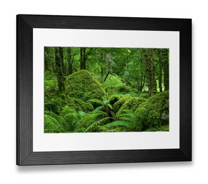 Framed Print : Moss covered boulders and ferns in forest, Killarney National Park, Iveragh Peninsula, County Kerry, Republic of Ireland. June, 2022