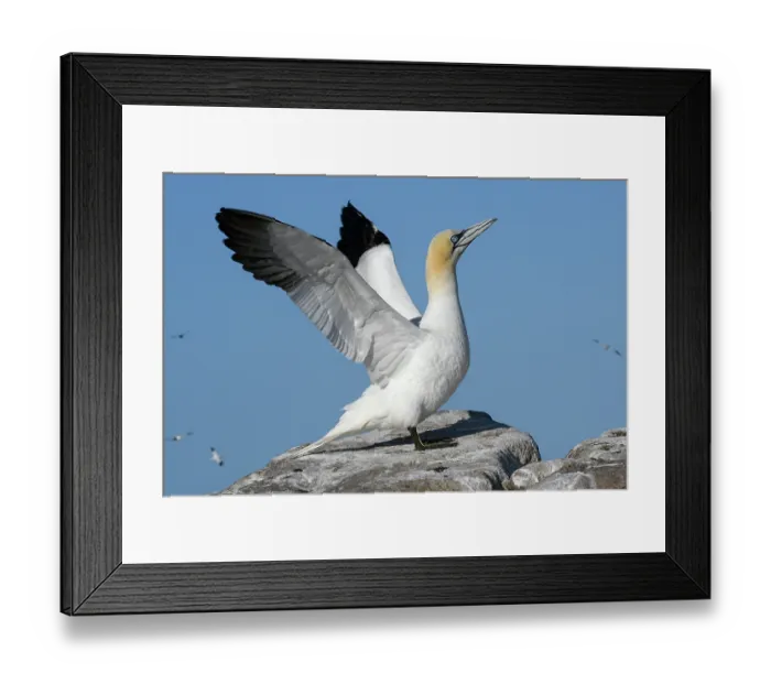 Framed Print : Northern gannet (Morus bassanus) perched on a rock flapping its wings, Great Saltee Island, County Wexford, Republic of Ireland. June Framed Print : Northern gannet (Morus bassanus) perched on a rock flapping its wings, Great Saltee Island, County Wexford, Republic of Ireland. June