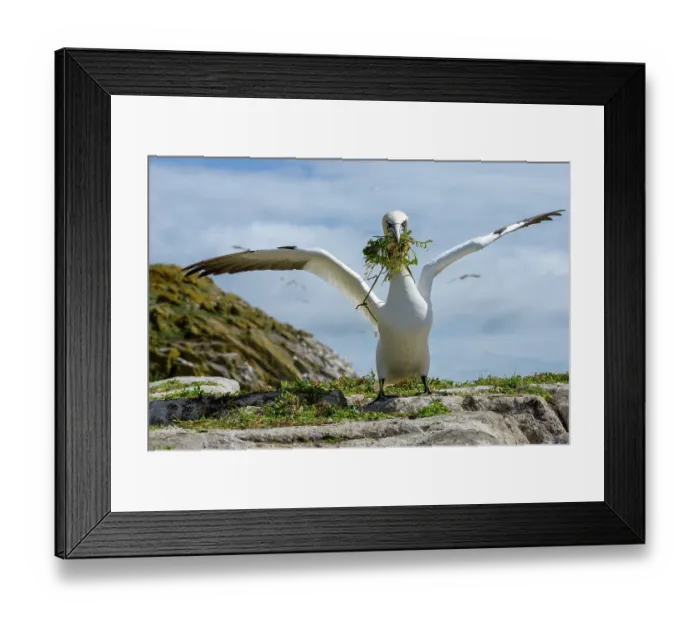 Framed Print : RF - Northern gannet (Morus bassanus) landing with nesting material in beak, Great Saltee Island, County Wexford, Republic of Ireland. June Framed Print : RF - Northern gannet (Morus bassanus) landing with nesting material in beak, Great Saltee Island, County Wexford, Republic of Ireland. June