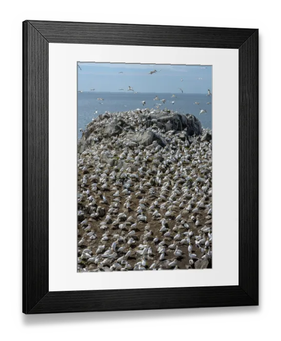 Framed Print : Northern gannets (Morus bassanus) colony on sea cliff, Great Saltee Island coast, County Wexford, Republic of Ireland. June Framed Print : Northern gannets (Morus bassanus) colony on sea cliff, Great Saltee Island coast, County Wexford, Republic of Ireland. June
