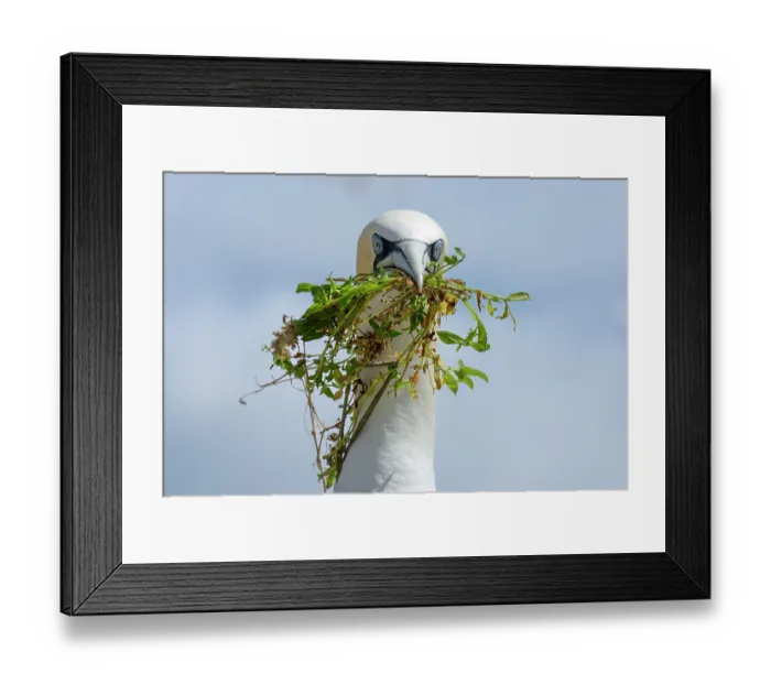 Framed Print : Northern gannet (Morus bassanus) with nesting material in beak, Great Saltee Island, County Wexford, Republic of Ireland. June