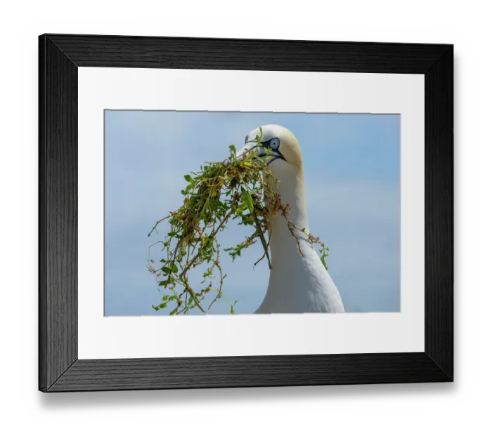 Framed Print : Northern gannet (Morus bassanus) with nesting material in beak, Great Saltee Island, County Wexford, Republic of Ireland. June Framed Print : Northern gannet (Morus bassanus) with nesting material in beak, Great Saltee Island, County Wexford, Republic of Ireland. June
