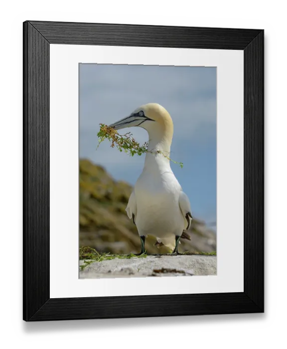 Framed Print : RF - Northern gannet (Morus bassanus) with nesting material in beak, Great Saltee Island, County Wexford, Republic of Ireland. June