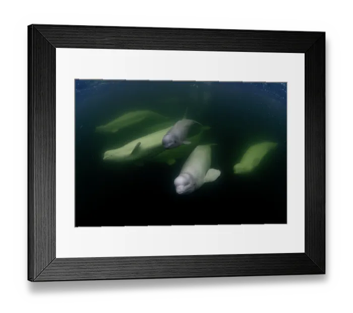 Framed Print : Beluga whales (Delphinapterus leucas) swimming underwater, Hudson Bay, Canada Framed Print : Beluga whales (Delphinapterus leucas) swimming underwater, Hudson Bay, Canada