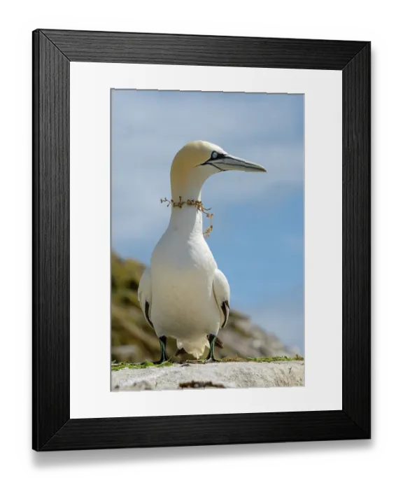 Framed Print : Northern gannet (Morus bassanus) resting on the rock, Great Saltee Island, County Wexford, Republic of Ireland. June Framed Print : Northern gannet (Morus bassanus) resting on the rock, Great Saltee Island, County Wexford, Republic of Ireland. June