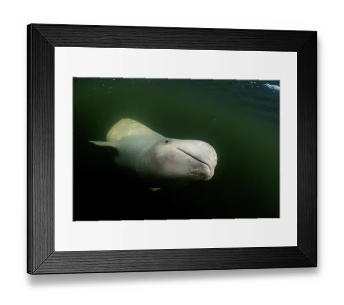 Framed Print : RF - Beluga whale (Delphinapterus leucas) underwater, portrait, Hudson Bay near Churchill, Manitoba, Canada. (This image may be licensed either as rights managed or royalty free.) Framed Print : RF - Beluga whale (Delphinapterus leucas) underwater, portrait, Hudson Bay near Churchill, Manitoba, Canada. (This image may be licensed either as rights managed or royalty free.)