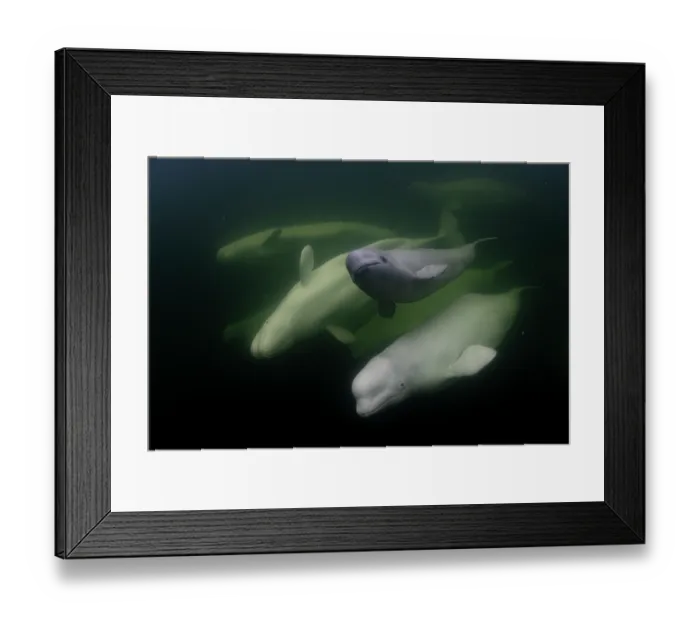 Framed Print : Beluga whales (Delphinapterus leucas) with a calf swimming underwater, Hudson Bay, Canada Framed Print : Beluga whales (Delphinapterus leucas) with a calf swimming underwater, Hudson Bay, Canada