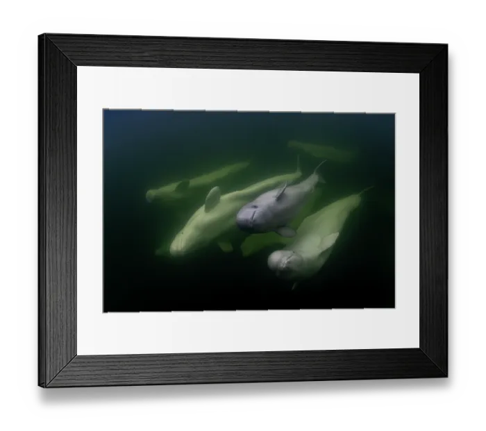 Framed Print : Beluga whales (Delphinapterus leucas) with a calf swimming underwater, Hudson Bay, Canada