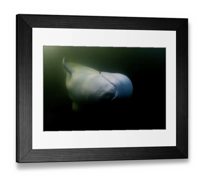 Framed Print : Beluga whale (Delphinapterus leucas) underwater, portrait, Hudson Bay, Canada Framed Print : Beluga whale (Delphinapterus leucas) underwater, portrait, Hudson Bay, Canada