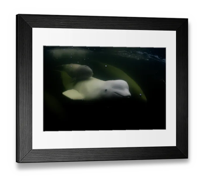 Framed Print : Beluga whale (Delphinapterus leucas) and small calf swimming in the Churchill River, Manitoba, Canada Framed Print : Beluga whale (Delphinapterus leucas) and small calf swimming in the Churchill River, Manitoba, Canada