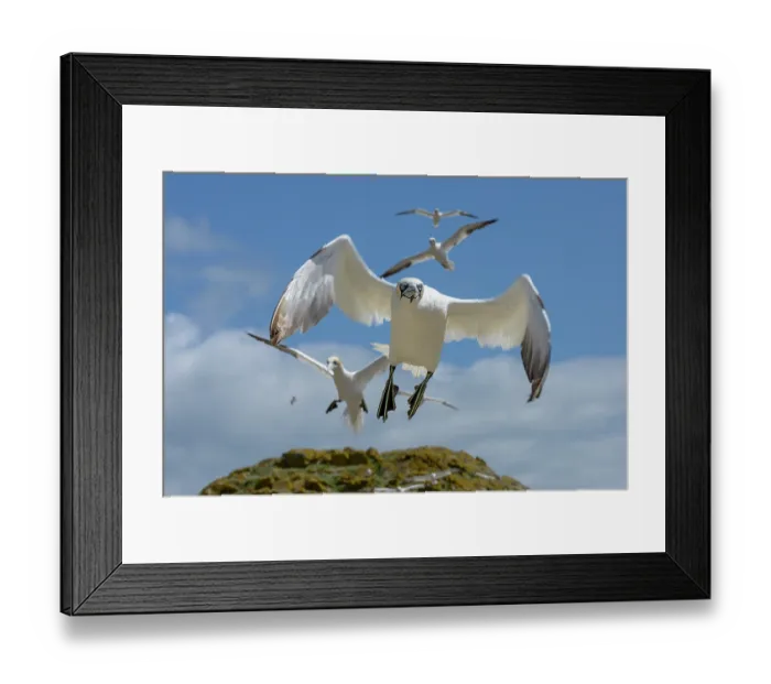 Framed Print : Northern gannets (Morus bassanus) flock landing on cliff top, Great Saltee Island, County Wexford, Republic of Ireland. June Framed Print : Northern gannets (Morus bassanus) flock landing on cliff top, Great Saltee Island, County Wexford, Republic of Ireland. June