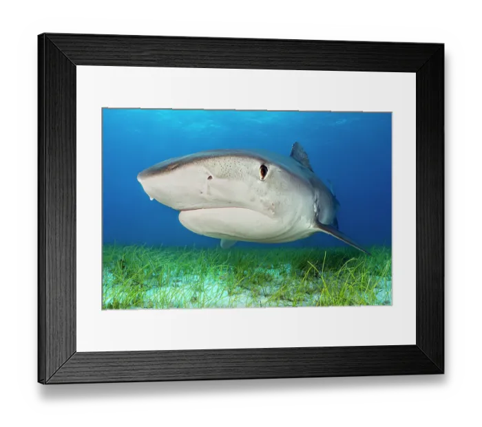 Framed Print : Tiger shark (Galeocerdo cuvier) swimming over Manatee grass (Syringodium filiforme), Little Bahama Bank, Grand Bahama Island, Bahamas, Atlantic Ocean. Controlled conditions Framed Print : Tiger shark (Galeocerdo cuvier) swimming over Manatee grass (Syringodium filiforme), Little Bahama Bank, Grand Bahama Island, Bahamas, Atlantic Ocean. Controlled conditions