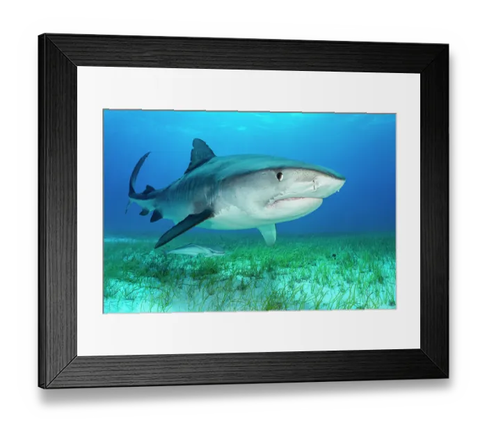 Framed Print : Tiger shark (Galeocerdo cuvier) swimming over Manatee grass (Syringodium filiforme), Little Bahama Bank, Grand Bahama Island, Bahamas, Atlantic Ocean. Controlled conditions Framed Print : Tiger shark (Galeocerdo cuvier) swimming over Manatee grass (Syringodium filiforme), Little Bahama Bank, Grand Bahama Island, Bahamas, Atlantic Ocean. Controlled conditions