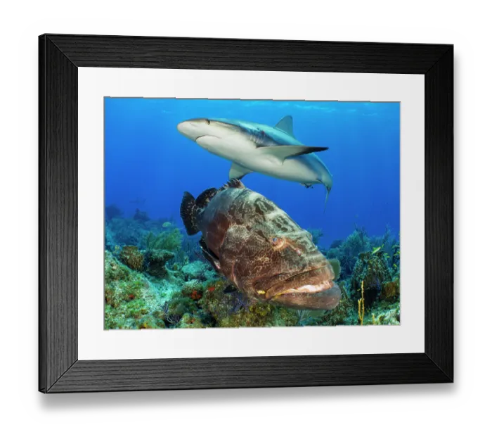 Framed Print : Caribbean reef shark (Carcharhinus perezi) swimming over a Black grouper (Mycteroperca bonaci) on a coral reef, Little Bahama Bank, Grand Bahama Island, Bahamas, Atlantic Ocean Framed Print : Caribbean reef shark (Carcharhinus perezi) swimming over a Black grouper (Mycteroperca bonaci) on a coral reef, Little Bahama Bank, Grand Bahama Island, Bahamas, Atlantic Ocean