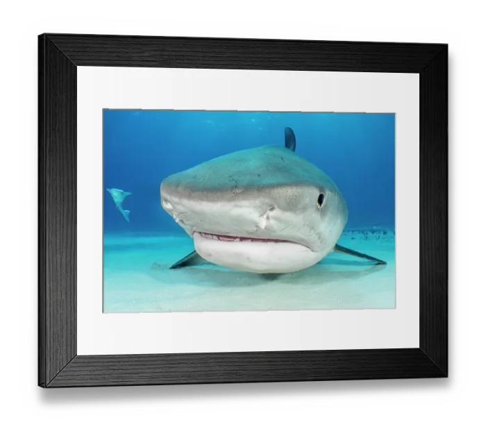 Framed Print : Tiger shark (Galeocerdo cuvier) female, in shallow water with a Sharksucker (Echeneis naucrates), Little Bahama Bank, Grand Bahama Island. Bahamas, Atlantic Ocean Framed Print : Tiger shark (Galeocerdo cuvier) female, in shallow water with a Sharksucker (Echeneis naucrates), Little Bahama Bank, Grand Bahama Island. Bahamas, Atlantic Ocean