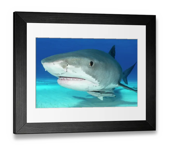 Framed Print : Tiger shark (Galeocerdo cuvier) female, swimming over seabed with Sharksuckers (Echeneis naucrates), Little Bahama Bank, Grand Bahama Island, Bahamas, Atlantic Ocean Framed Print : Tiger shark (Galeocerdo cuvier) female, swimming over seabed with Sharksuckers (Echeneis naucrates), Little Bahama Bank, Grand Bahama Island, Bahamas, Atlantic Ocean