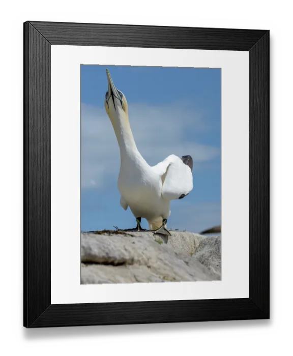 Framed Print : RF - Northern gannet (Morus bassanus) in courtship display, Great Saltee Island, County Wexford, Republic of Ireland. June Framed Print : RF - Northern gannet (Morus bassanus) in courtship display, Great Saltee Island, County Wexford, Republic of Ireland. June