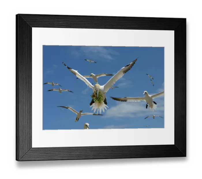 Framed Print : RF - Northern gannets (Morus bassanus) flock in flight, one carrying nesting material in beak, Great Saltee Island, County Wexford, Republic of Ireland. June Framed Print : RF - Northern gannets (Morus bassanus) flock in flight, one carrying nesting material in beak, Great Saltee Island, County Wexford, Republic of Ireland. June