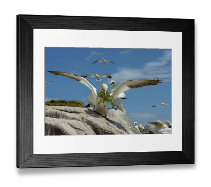 Framed Print : Northern gannet (Morus bassanus) landing on cliff top with nesting material in beak, Great Saltee Island, County Wexford, Republic of Ireland. June Framed Print : Northern gannet (Morus bassanus) landing on cliff top with nesting material in beak, Great Saltee Island, County Wexford, Republic of Ireland. June