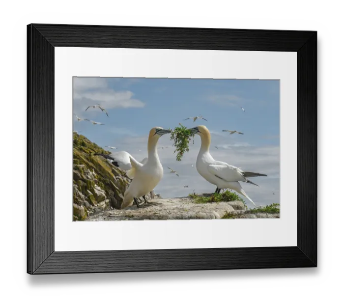 Framed Print : RF - Northern gannets (Morus bassanus) pair sharing nesting material, Great Saltee Island, County Wexford, Republic of Ireland. June Framed Print : RF - Northern gannets (Morus bassanus) pair sharing nesting material, Great Saltee Island, County Wexford, Republic of Ireland. June