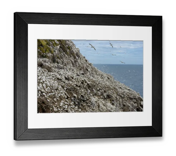 Framed Print : Northern gannets (Morus bassanus) colony on sea cliff, Great Saltee Island, County Wexford, Republic of Ireland. June Framed Print : Northern gannets (Morus bassanus) colony on sea cliff, Great Saltee Island, County Wexford, Republic of Ireland. June