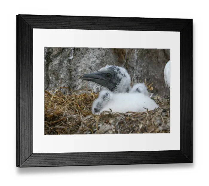 Framed Print : Northern gannet (Morus bassanus) chick on nest, Great Saltee Island, County Wexford, Republic of Ireland. June Framed Print : Northern gannet (Morus bassanus) chick on nest, Great Saltee Island, County Wexford, Republic of Ireland. June