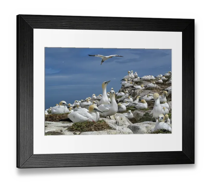 Framed Print : Northern gannets (Morus bassanus) colony nesting on sea cliff, Great Saltee Island, County Wexford, Republic of Ireland. June Framed Print : Northern gannets (Morus bassanus) colony nesting on sea cliff, Great Saltee Island, County Wexford, Republic of Ireland. June