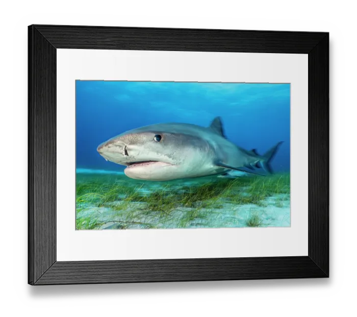 Framed Print : Tiger shark (Galeocerdo cuvier) female, swimming over Manatee grass (Syringodium filiforme), Little Bahama Bank, Grand Bahama Island, Bahamas, Atlantic Ocean Framed Print : Tiger shark (Galeocerdo cuvier) female, swimming over Manatee grass (Syringodium filiforme), Little Bahama Bank, Grand Bahama Island, Bahamas, Atlantic Ocean