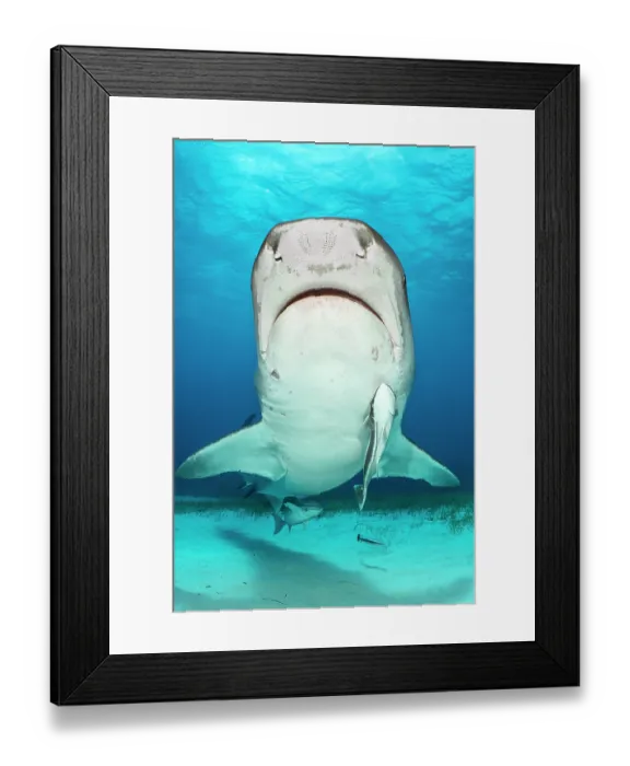 Framed Print : Tiger shark (Echeneis naucrates) with two Sharksuckers (Echeneis naucrates) swimming over seabed, pattern of dots beneath the snout visible, electro-sensory ampullae of Lorenzini Framed Print : Tiger shark (Echeneis naucrates) with two Sharksuckers (Echeneis naucrates) swimming over seabed, pattern of dots beneath the snout visible, electro-sensory ampullae of Lorenzini