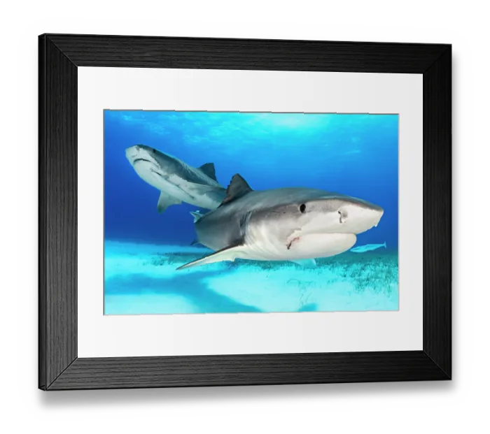 Framed Print : Two Tiger sharks (Galeocerdo cuvier) swimming over sandy seabed in shallow water, Little Bahama Bank, Grand Bahama Island, Bahamas, Atlantic Ocean. Controlled conditions Framed Print : Two Tiger sharks (Galeocerdo cuvier) swimming over sandy seabed in shallow water, Little Bahama Bank, Grand Bahama Island, Bahamas, Atlantic Ocean. Controlled conditions