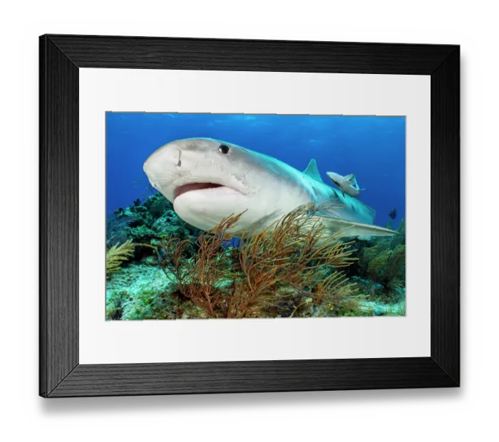 Framed Print : Tiger shark (Galeocerdo cuvier) female accompanied by a Sharksucker (Echeneis naucrates) swimming over Sea plumes (Pseudopterogorgia bipinnata) on a coral reef Framed Print : Tiger shark (Galeocerdo cuvier) female accompanied by a Sharksucker (Echeneis naucrates) swimming over Sea plumes (Pseudopterogorgia bipinnata) on a coral reef