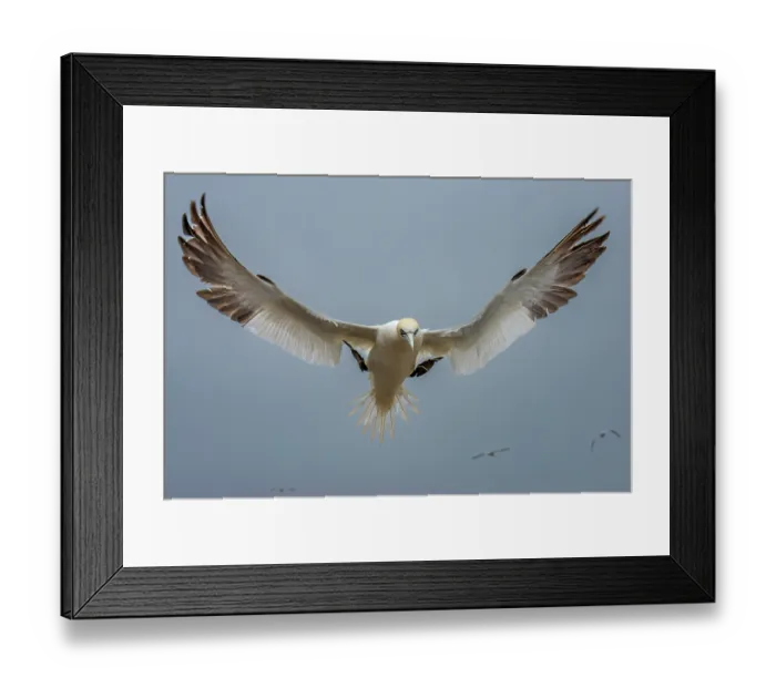 Framed Print : Northern gannet (Morus bassanus) coming in to land, Great Saltee Island, County Wexford, Republic of Ireland. June Framed Print : Northern gannet (Morus bassanus) coming in to land, Great Saltee Island, County Wexford, Republic of Ireland. June