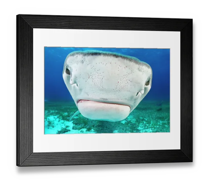 Framed Print : Tiger shark (Galeocerdo cuvier) snout detail, with electro-sensory ampullae of Lorenzini visible. Little Bahama Bank, Grand Bahama Island, Bahamas, Atlantic Ocean Framed Print : Tiger shark (Galeocerdo cuvier) snout detail, with electro-sensory ampullae of Lorenzini visible. Little Bahama Bank, Grand Bahama Island, Bahamas, Atlantic Ocean