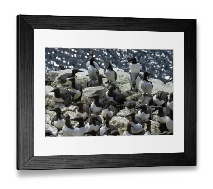 Framed Print : RF - Common guillemots (Uria aalge) colony on sea cliff, Great Saltee Island, County Wexford, Republic of Ireland, June Framed Print : RF - Common guillemots (Uria aalge) colony on sea cliff, Great Saltee Island, County Wexford, Republic of Ireland, June
