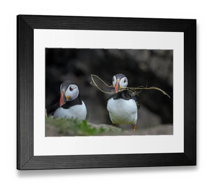 Framed Print : Puffins (Fratercula arctica) pair collecting nesting material, Great Saltee Island, County Wexford, Republic of Ireland. June Framed Print : Puffins (Fratercula arctica) pair collecting nesting material, Great Saltee Island, County Wexford, Republic of Ireland. June