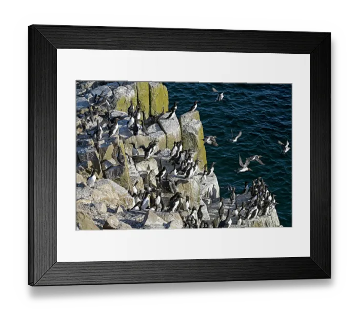 Framed Print : Common guillemots (Uria aalge) colony on sea cliff, Great Saltee Island, County Wexford, Republic of Ireland, June Framed Print : Common guillemots (Uria aalge) colony on sea cliff, Great Saltee Island, County Wexford, Republic of Ireland, June