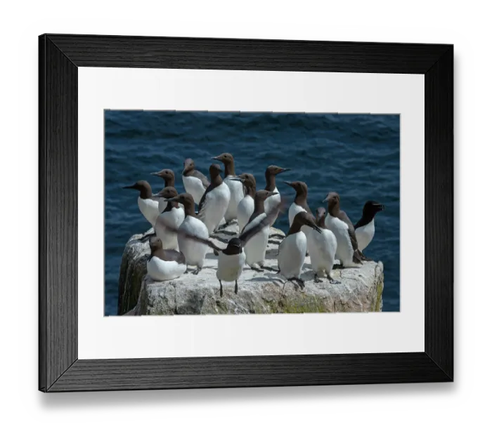 Framed Print : Common guillemots (Uria aalge) flock on sea cliff, Great Saltee Island, County Wexford, Republic of Ireland, June Framed Print : Common guillemots (Uria aalge) flock on sea cliff, Great Saltee Island, County Wexford, Republic of Ireland, June